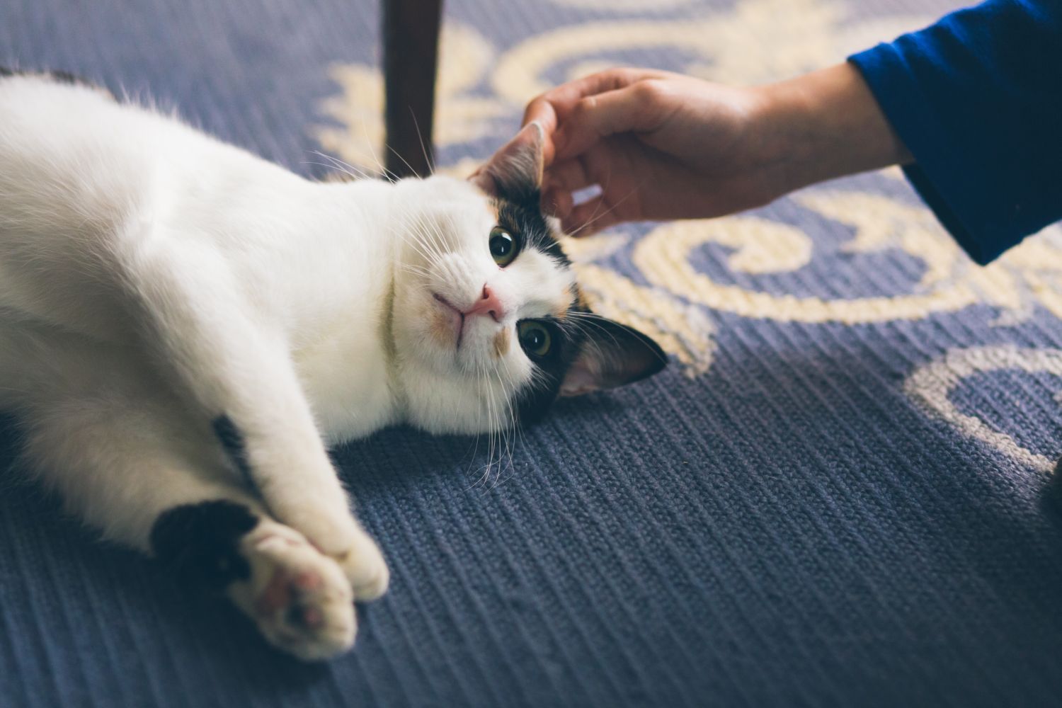 Cat behavior